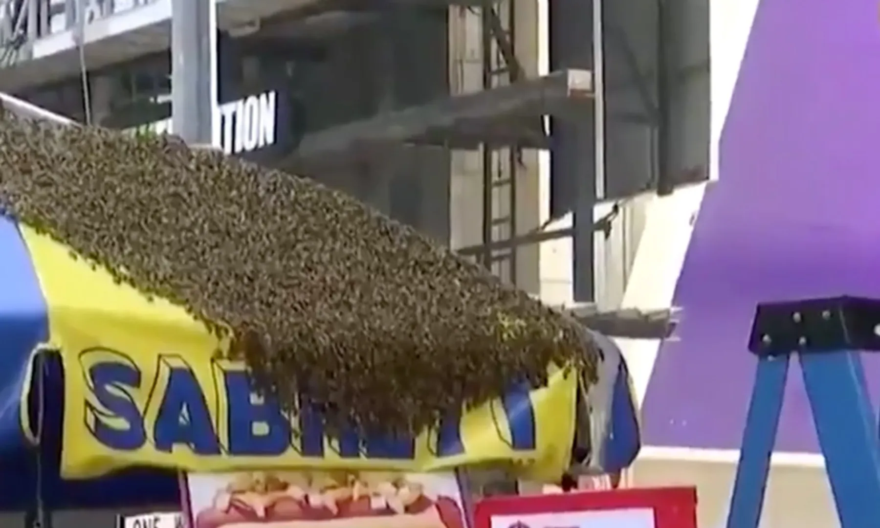 bees